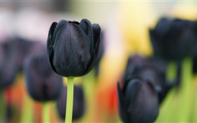 Черные тюльпанов крупным планом HD обои