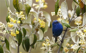 Синий-черный Tanager, птицы, Перу HD обои