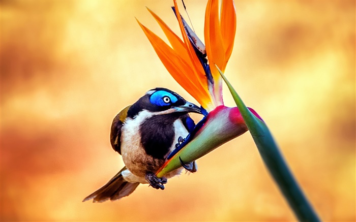 Синелицые медососовые птица, нектар, цветы обои,s изображение
