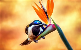 Синелицые медососовые птица, нектар, цветы HD обои