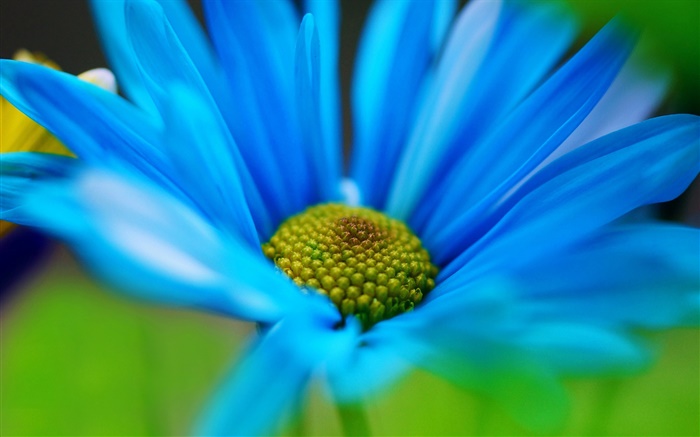 Синий цветок лепестки макрос обои,s изображение