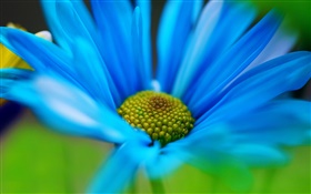 Синий цветок лепестки макрос HD обои