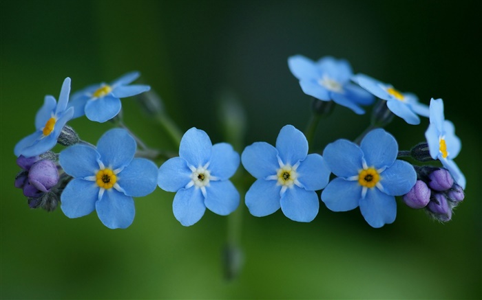 Синие цветы, незабудки обои,s изображение