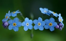 Синие цветы, незабудки HD обои