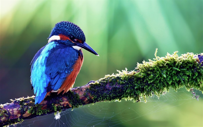 Голубой зимородок обои,s изображение