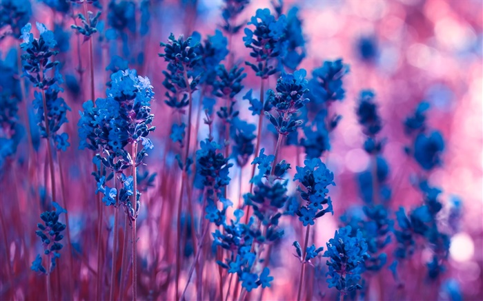 Синие цветы лаванды макро обои,s изображение