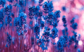 Синие цветы лаванды макро