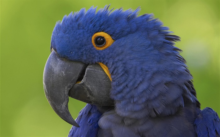 Голубой попугай голову крупным планом обои,s изображение