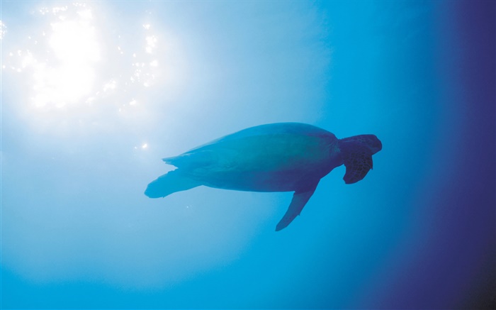Синее море, черепахи, подводные, солнечные лучи обои,s изображение