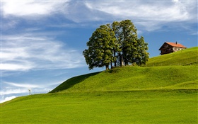 Голубое небо, трава, дерево, дом, на склоне холма, Айнзидельн, Швиц, Швейцария HD обои