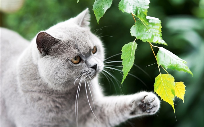 Британские кошки, лапа, листья обои,s изображение