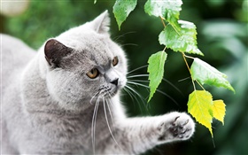 Британские кошки, лапа, листья