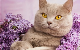 Британская короткошерстная, желтые глаза, кошка с цветами HD обои
