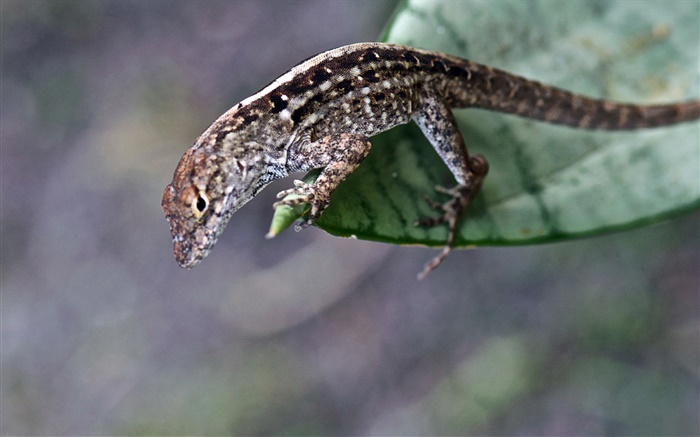 Коричневый цвет ящерица, листья обои,s изображение