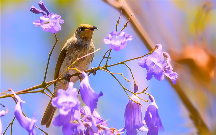 коричневый медососовые птица, Jacaranda цветет обои,s изображение