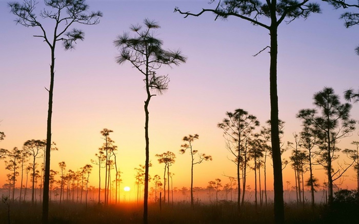 Хворост, болото, деревья, закат обои,s изображение