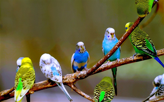 Волнистые попугайчики крупным планом обои,s изображение