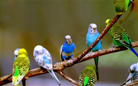 Волнистые попугайчики крупным планом