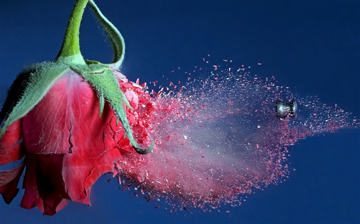 Пуля попала красная роза цветок, летающий мусор обои,s изображение