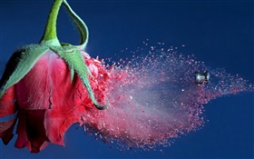 Пуля попала красная роза цветок, летающий мусор HD обои