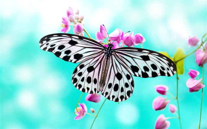 Бабочка и фиолетовые цветы обои,s изображение