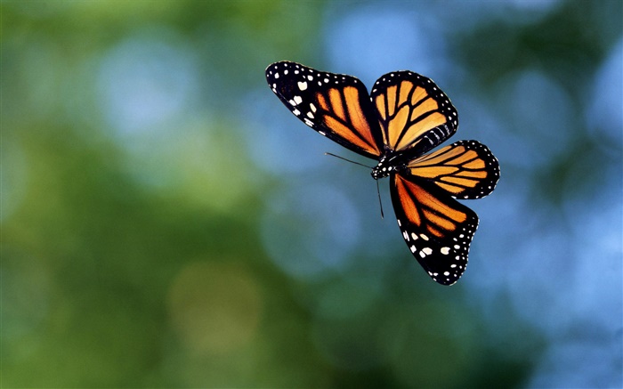 Бабочка летит, боке обои,s изображение