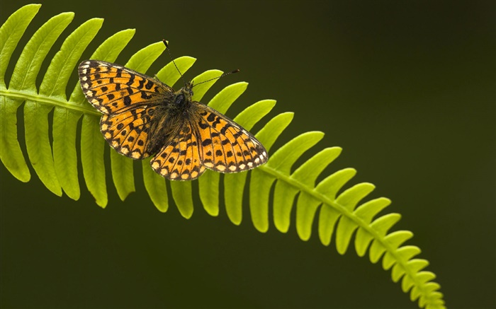 Бабочка, лист обои,s изображение