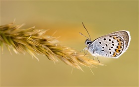 Бабочка на пшеницу