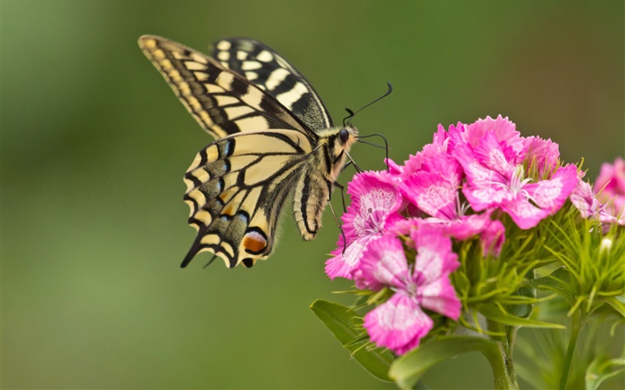 Бабочка, розовые цветы обои,s изображение