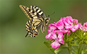Бабочка, розовые цветы