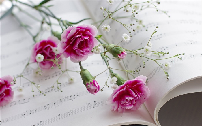 Гвоздики, розовые цветы, книга обои,s изображение
