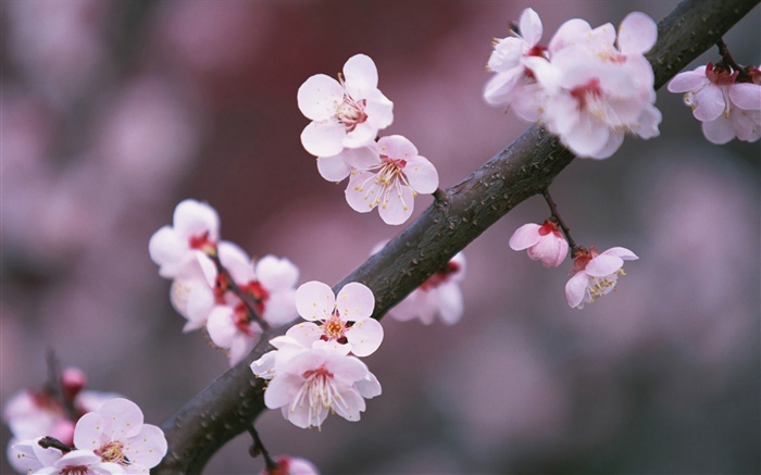 Вишневый цветы цветущие ветки, обои,s изображение