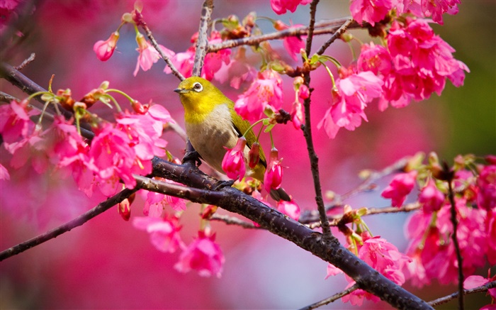Вишневое дерево, цветы, птицы обои,s изображение