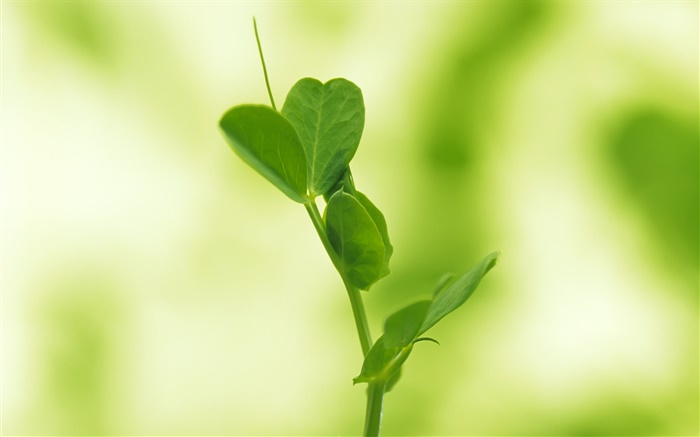 Крупным планом мелкими листьями прорастания обои,s изображение