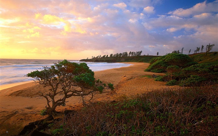 Побережье, море, пляж, трава, песок, деревья, облака, восход обои,s изображение