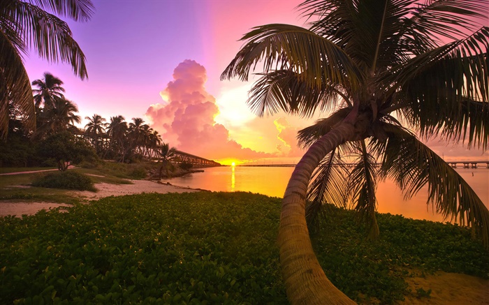 Побережье, море, мост, пальмы, восход обои,s изображение