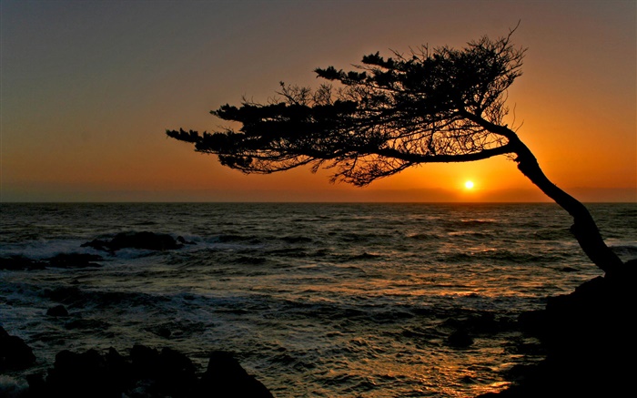 прибрежных, дерево, силуэт, закат обои,s изображение