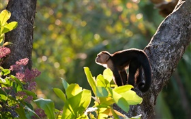 Коста-Рика, обезьяна, лес HD обои
