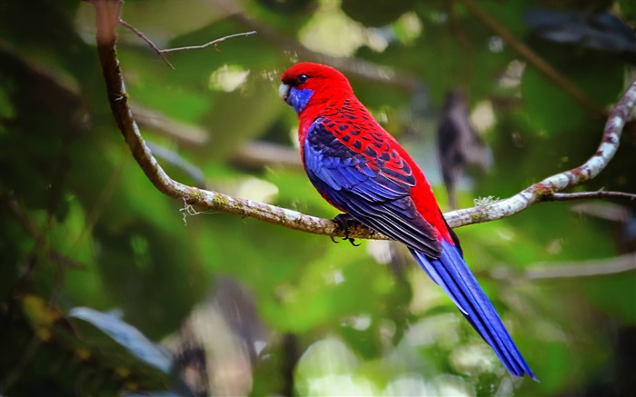 Багровый Розелла попугай обои,s изображение