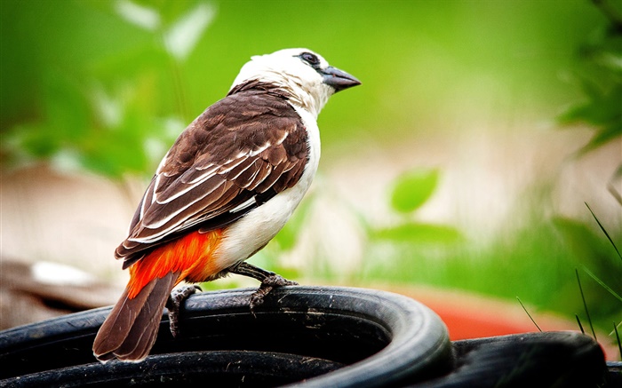 Любопытство птица, боке обои,s изображение