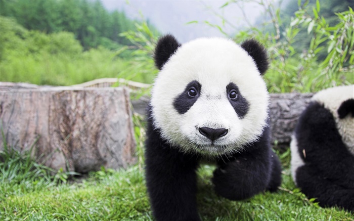 Симпатичные животные, белые черные цвета, панда обои,s изображение