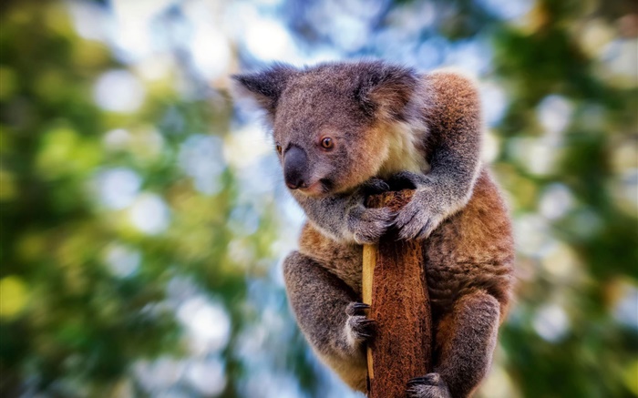Симпатичные пушистые коала, боке обои,s изображение