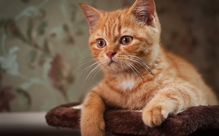 Милый котенок, коричневый кот обои,s изображение
