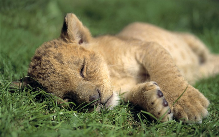 Симпатичная лев сон обои,s изображение