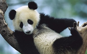 Симпатичные панды