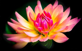 Далия, цветок макро, желтый и розовые лепестки HD обои