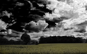 Темные облака, деревья, поля HD обои