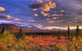 Национальный парк Денали, Аляска, США, облака, сумерки, трава