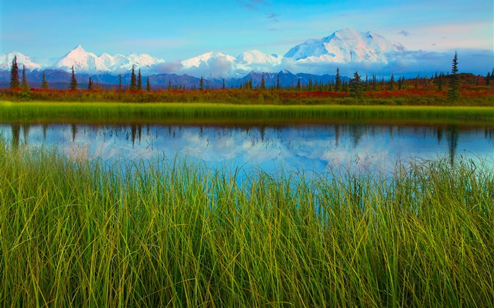 Национальный парк Денали, Аляска, США, озеро, трава, деревья обои,s изображение