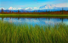Национальный парк Денали, Аляска, США, озеро, трава, деревья HD обои